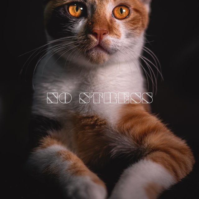 No Stress
