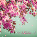 The Cherry Blossom Season