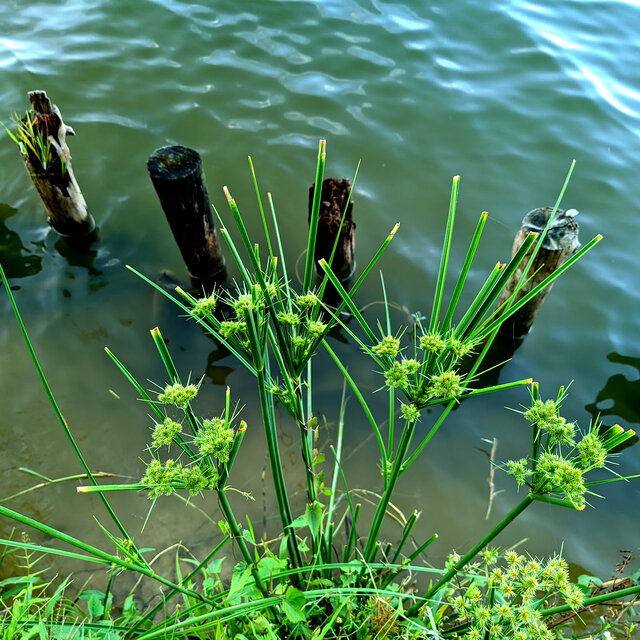 溪流之音
