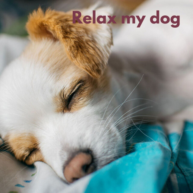 Dog Chill (Loopable, No Fade)