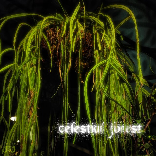 celestial forest