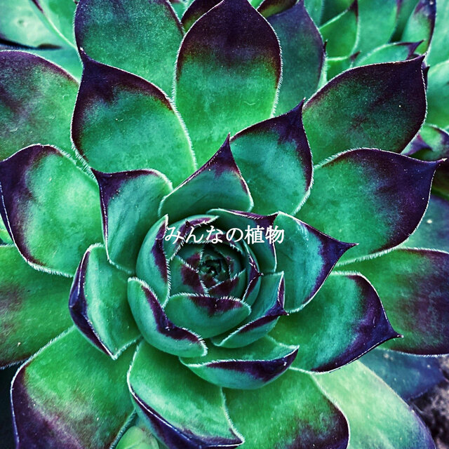 みんなの植物