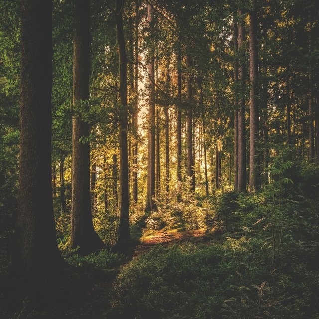Into the Woods