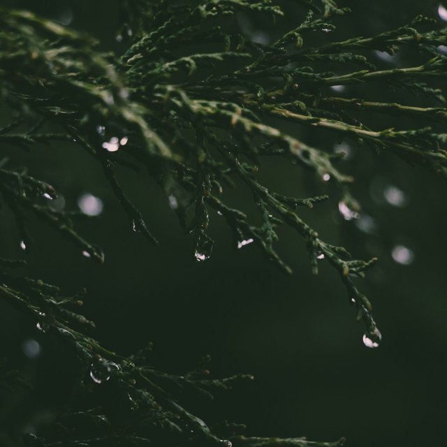 Vibes of Calm Rain