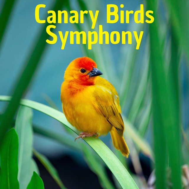 Canary Birds Symphony