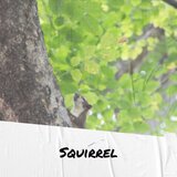 Sardar
