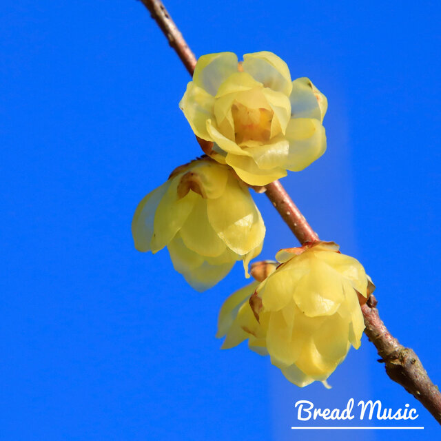 Relaxing and Soft Piano Music. 10 Tracks (Birds Sound)  |  Secret of the Yellow Flower Tree