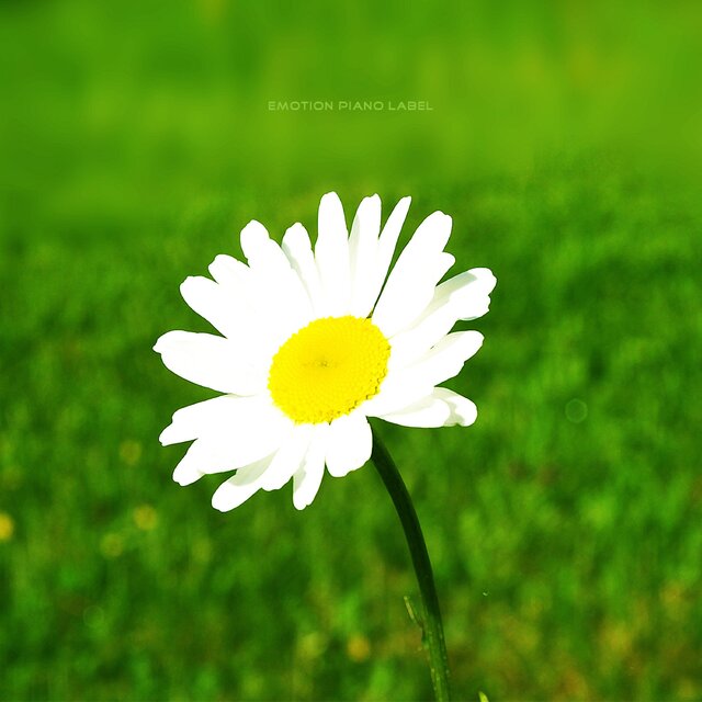 Bloom in the heart