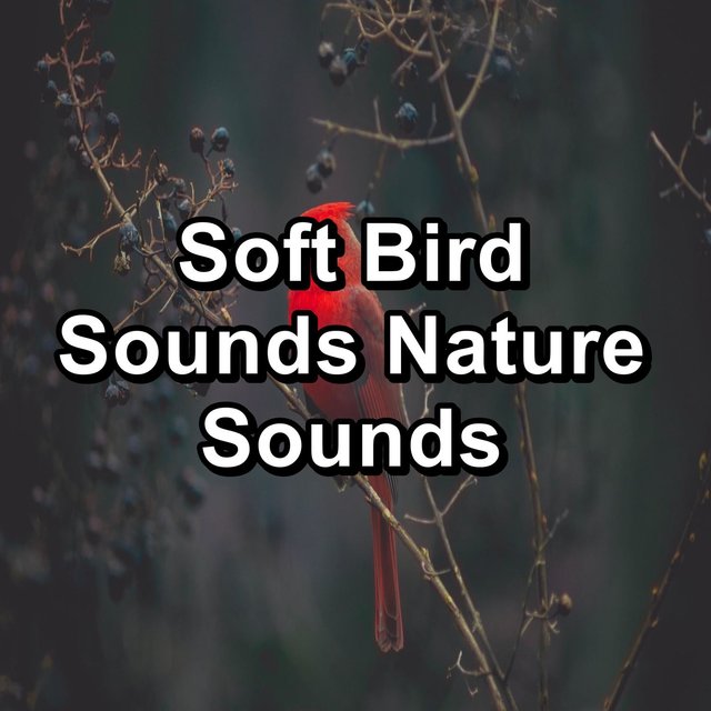 Soft Bird Sounds Nature Sounds