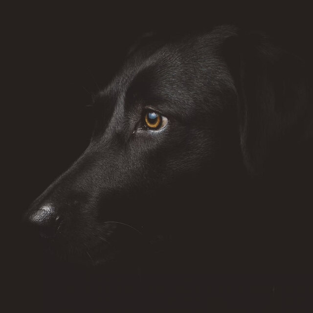 Joyful Playlist: Music for Energetic Dogs