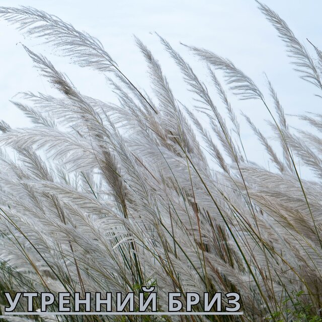 Утренний бриз