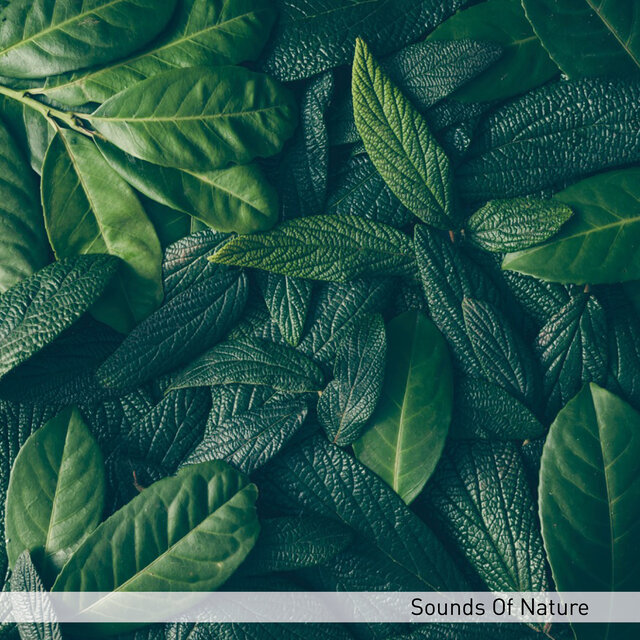 Sound Of Nature