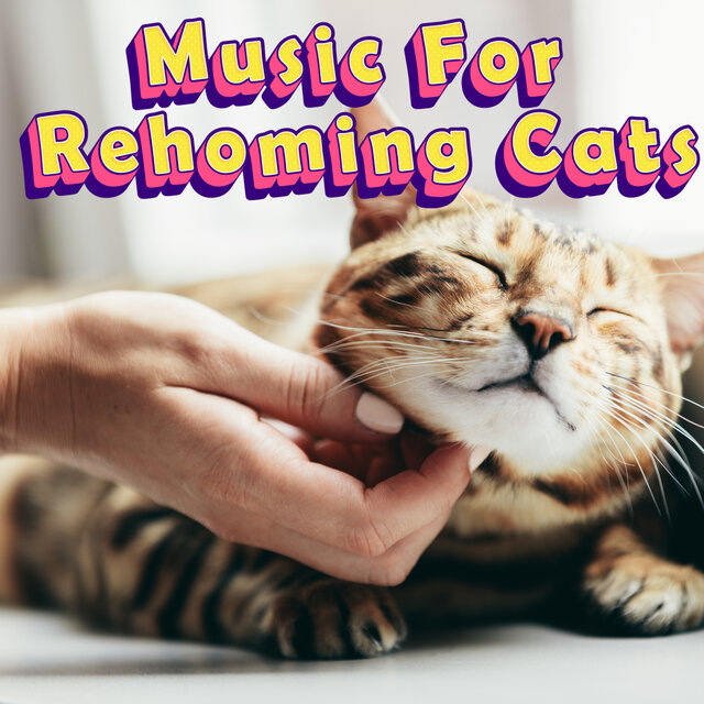 Calming Music For Cats That Need Rehoming