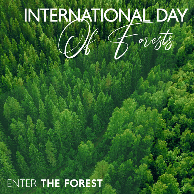 International Day Of Forests: Enter The Forest