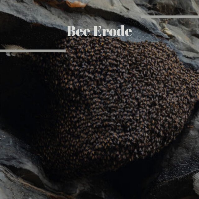 Bee Erode