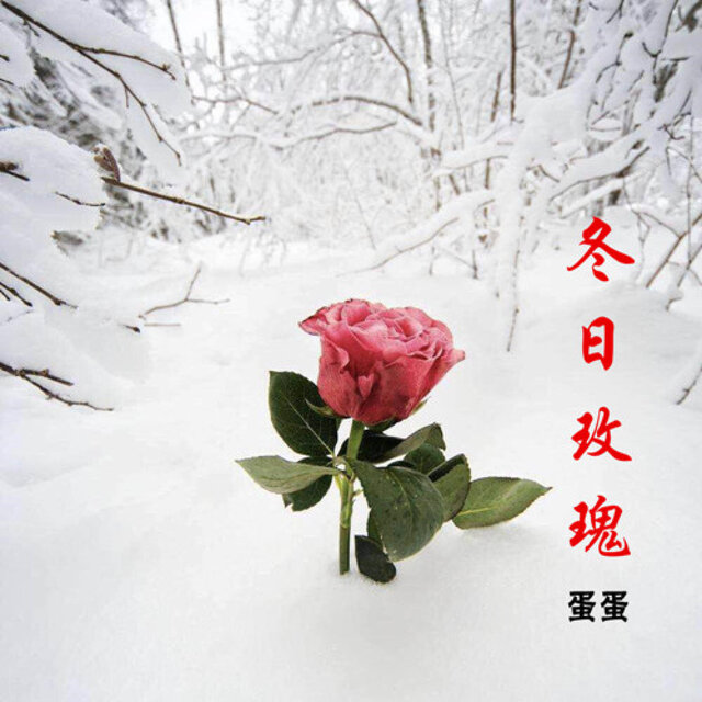 冬日玫瑰