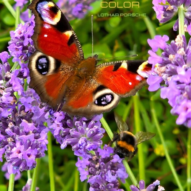 Color
