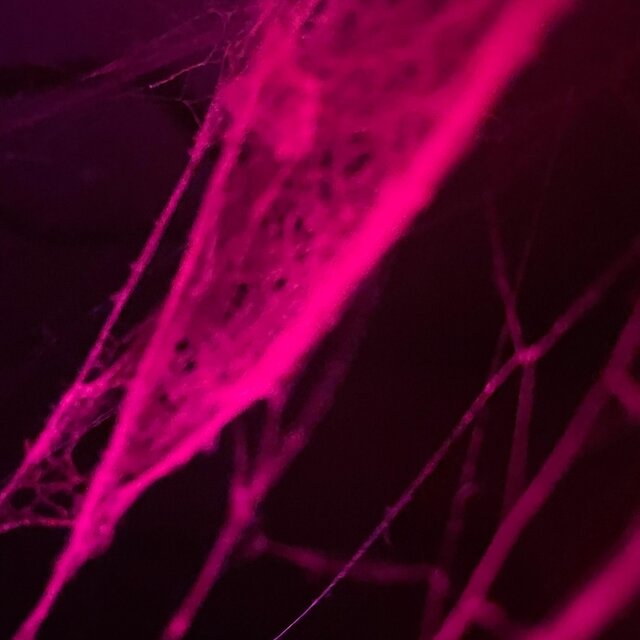 Webbing