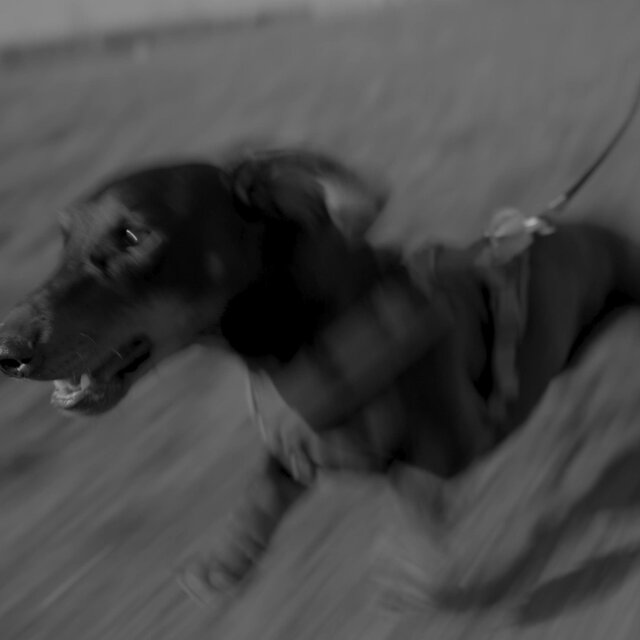 Pitty