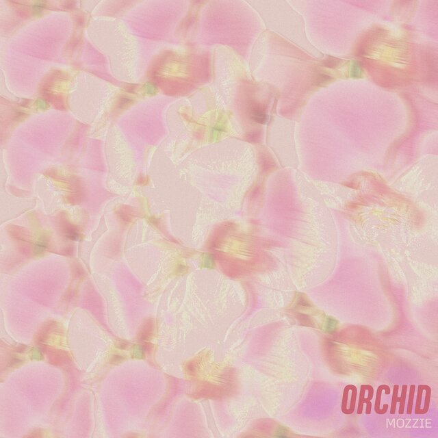 Orchid