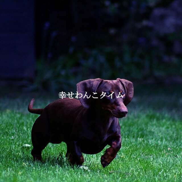 幸せわんこタイム