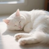 Soft Blissful Cat Sounds