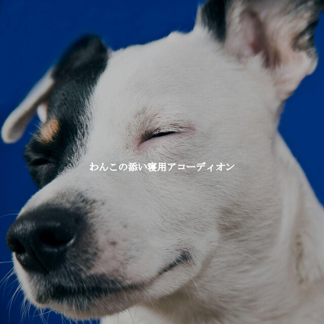 わんこの添い寝用アコーディオン