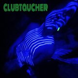 CLUBTAUCHER