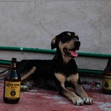 El perro en la azotea