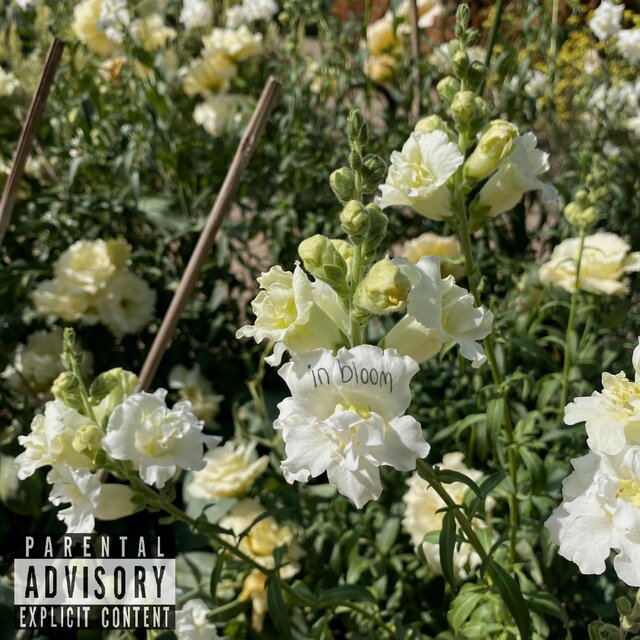 in bloom