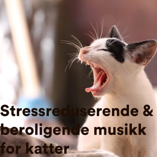 Stressreduserende & Beroligende Musikk for Katter