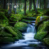 Cool Peaceful Stream
