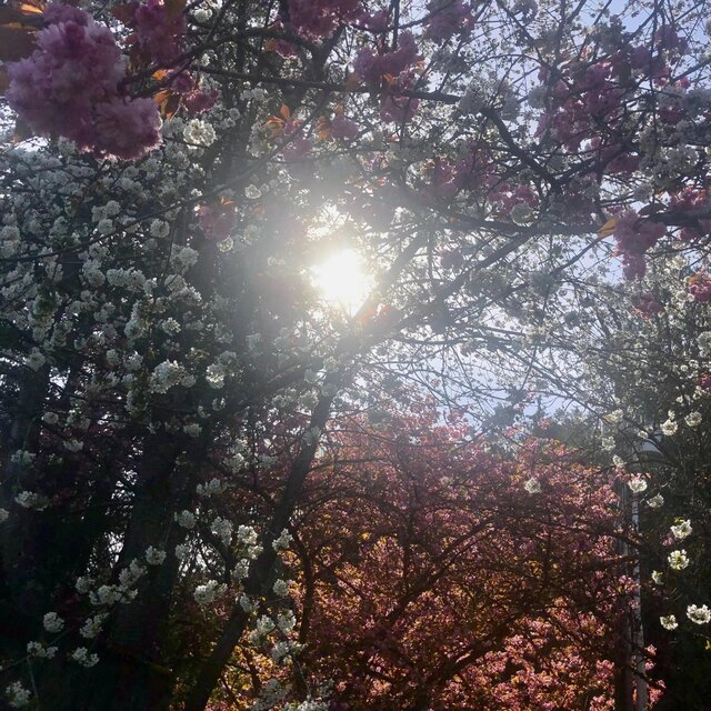 There's No Such Thing as Too Many Flowers