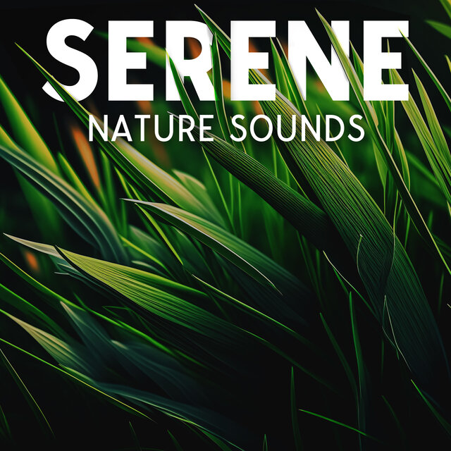 Serene Nature Sounds: Sleep and Destress