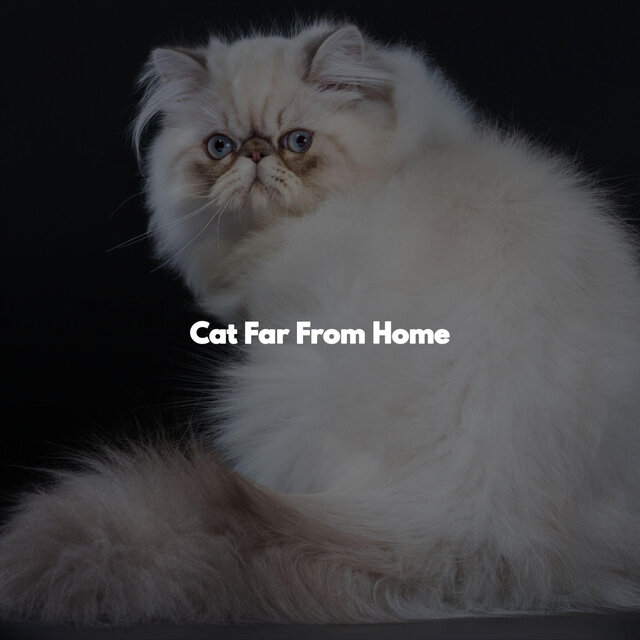Cat Far From Home