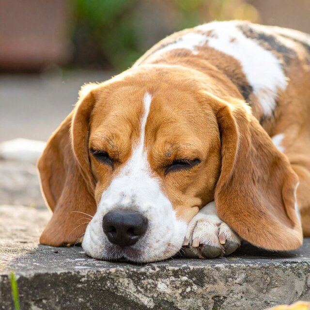 Ritmos Relajantes De Hip Hop Para Perros