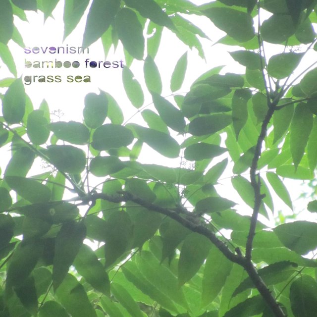 Bamboo Forest. Grass Sea