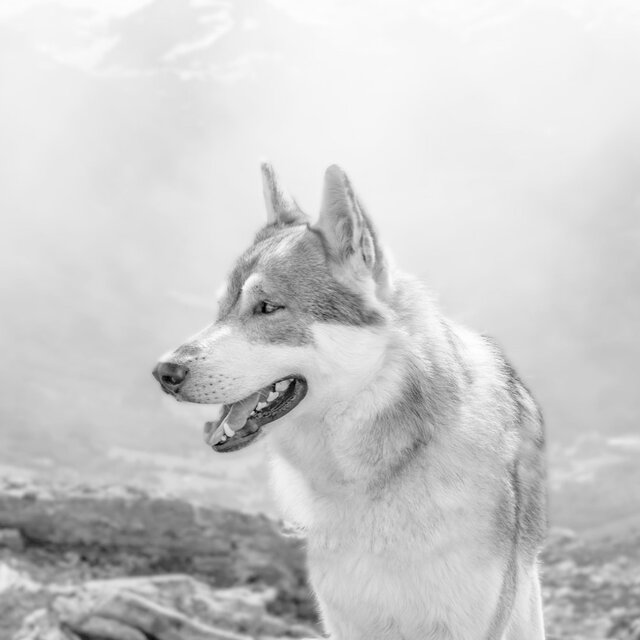 Valley of the Wolves