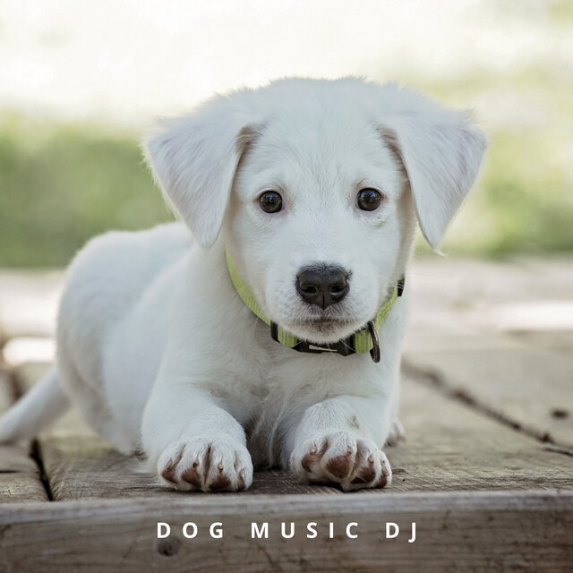 Calming Music For Dogs