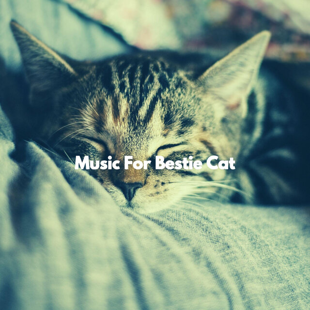 Music For Bestie Cat