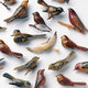 Cover art for album Omoiyari by Kishi Bashi