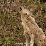 Lycantropus