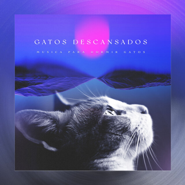Gatos descansados