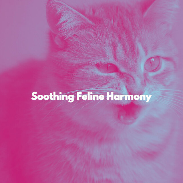 Soothing Feline Harmony