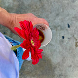 Flores y Alcohol