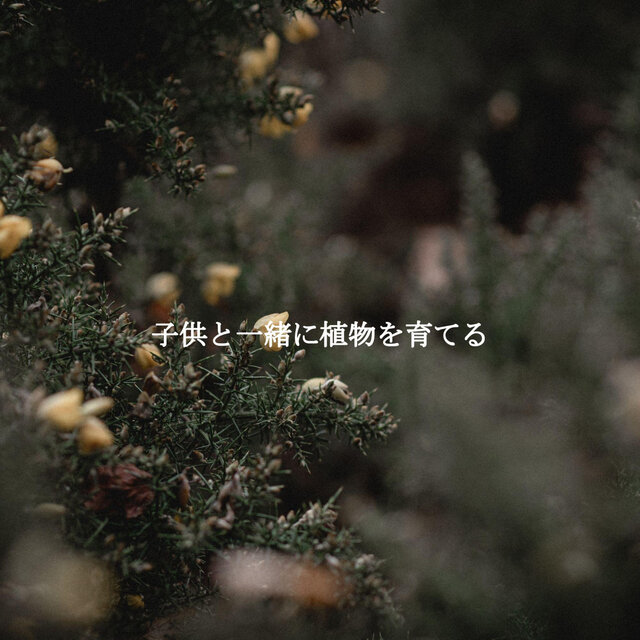 子供と一緒に植物を育てる