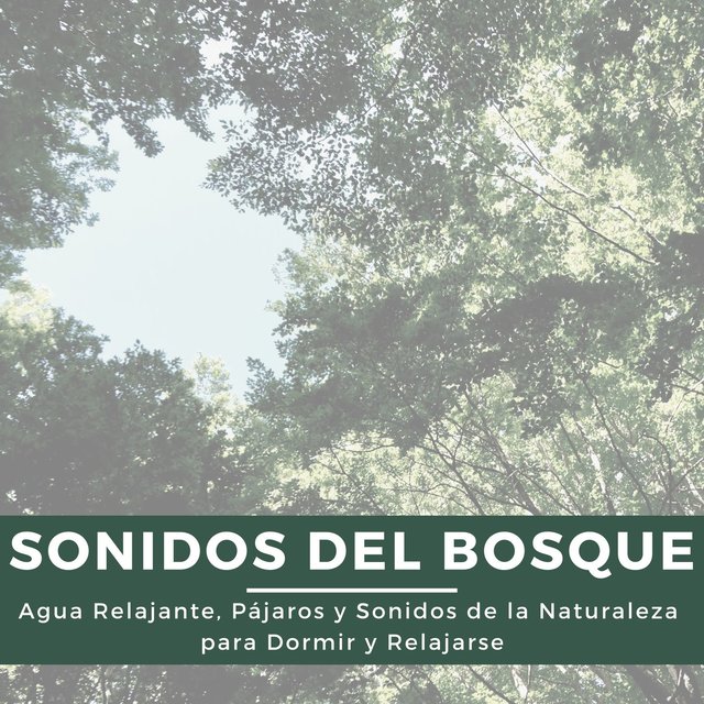 Sonidos del Bosque: Agua Relajante, Pájaros y Sonidos de la Naturaleza para Dormir y Relajarse