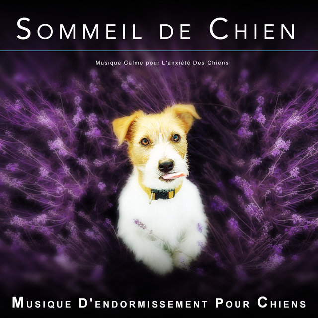 Sommeil de Chien : Musique Calme pour L'anxiété Des Chiens