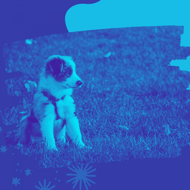 Acoustic Guitar Solo - Music for Resting Pups