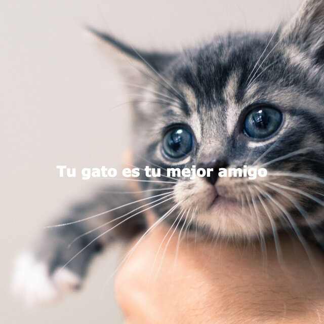 Tu gato es tu mejor amigo